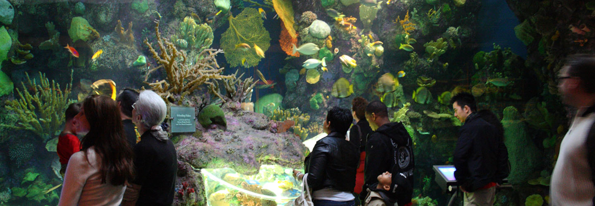 Part of the Wild Reef exhibit at Shedd Aquarium in Chicago, Illinois