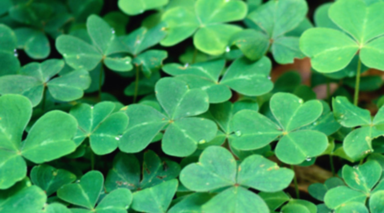 Make Your IT Green this St. Patrick's Day