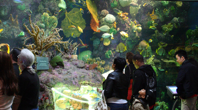 Part of the Wild Reef exhibit at Shedd Aquarium in Chicago, Illinois