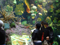 Part of the Wild Reef exhibit at Shedd Aquarium in Chicago, Illinois
