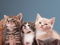 Virtual Server Cats