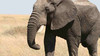 Androids and Elephants - BizTech Quick Take